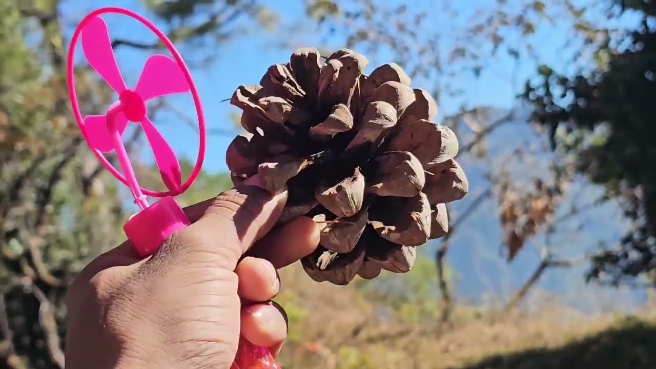 Pathoi gao