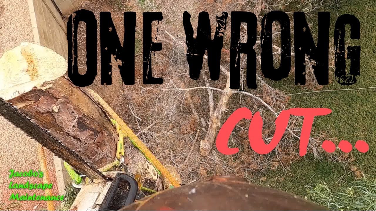 Cutting down a Dead Pine Tree (Safe & Clean Removal)