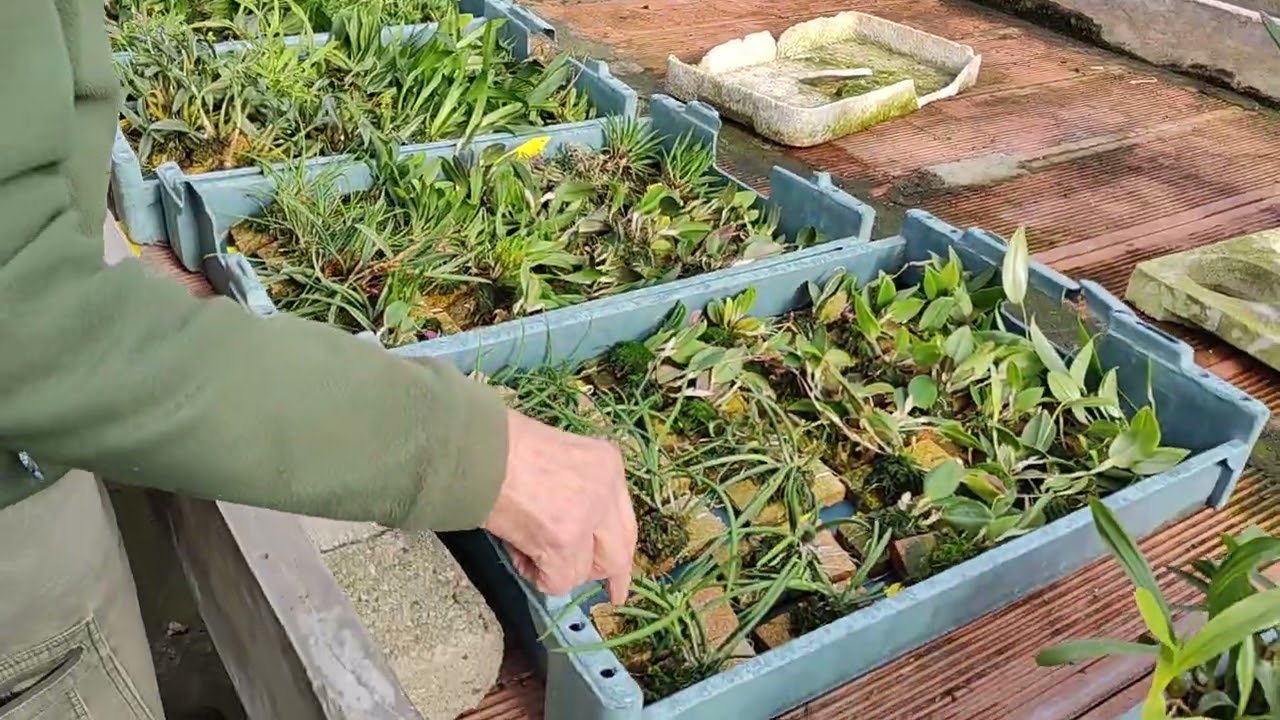 Stiamo preparando le piante per mostra ORCHIDAY al garden Peraga di Mercenasco (TO)