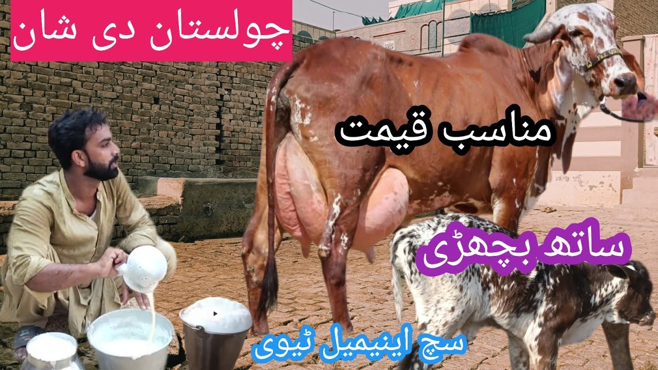 03466152628 |Pakistan ki top cholistani cow | cholistani cow | cholistani cross cow |cholistani gay