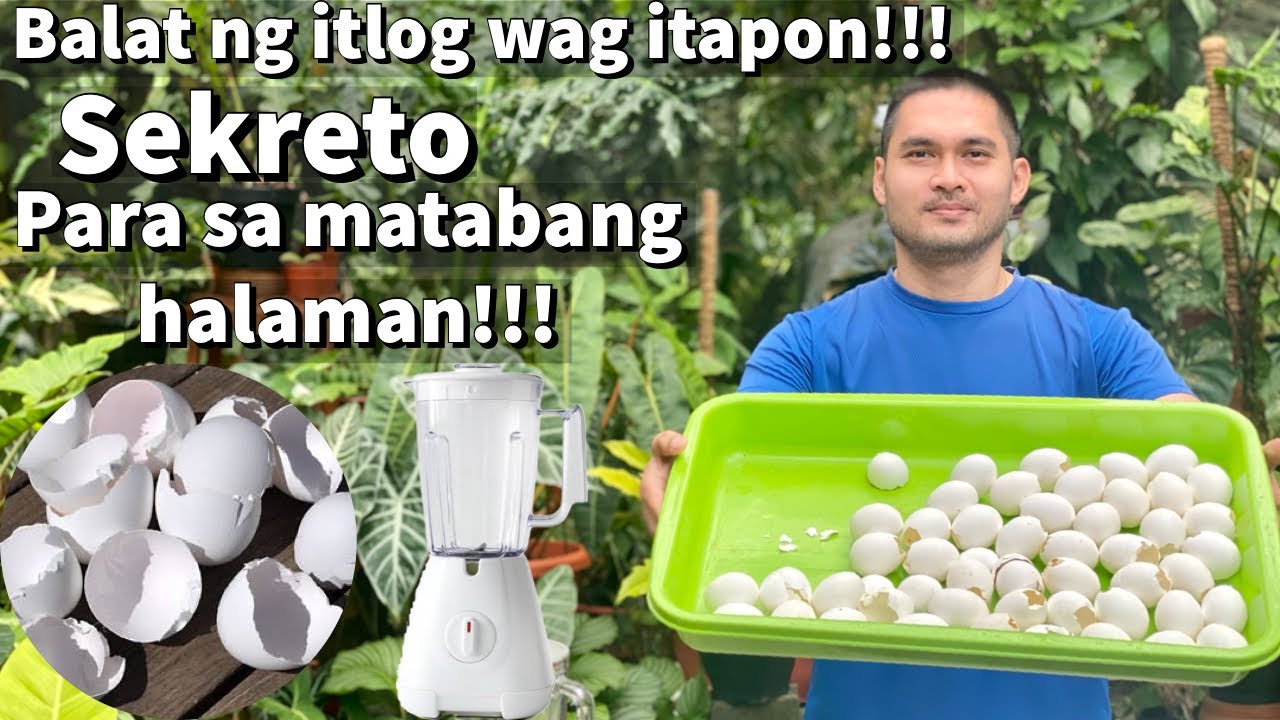 TAMANG PAG GAMIT NG BALAT NG ITLOG BILANG FERTILIZER | HOW TO USE EGG SHELLS AS FERTILIZER