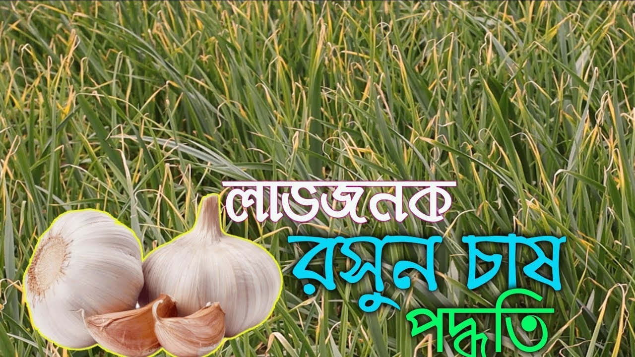 রসুন চাষের সহজ পদ্ধতি | Easy Garlic Farming Method | High Yield at Low Cost #agriculture #agro