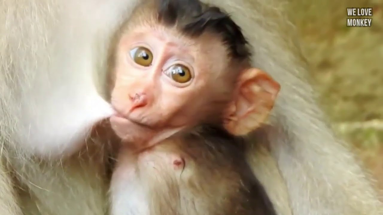 Before Baby Monkey Rex Got Sweet Milk Like This, Mommy Rose Needs to Give Baby Rex Discipline First