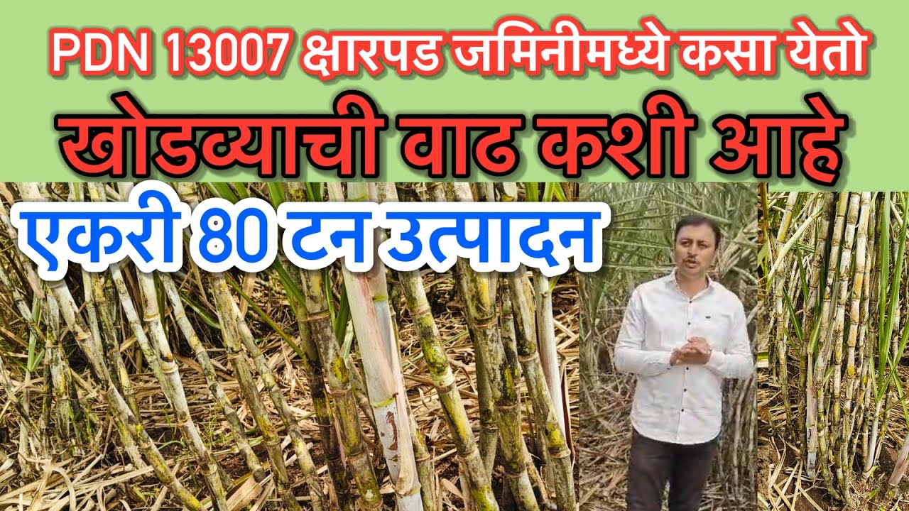 PDN 13007 क्षारपड जमिनीमध्ये कसा येतो आणि खोडव्याची वाढ कशी आहे.एकरी 80 टन उत्पादन