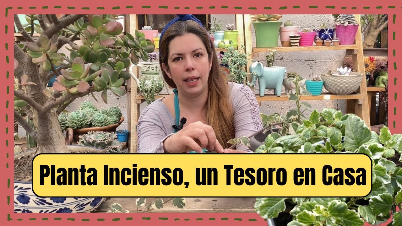 Esta planta es un Tesoro, planta incienso, fácil de cuidar, buena para la salud, usos ancestrales