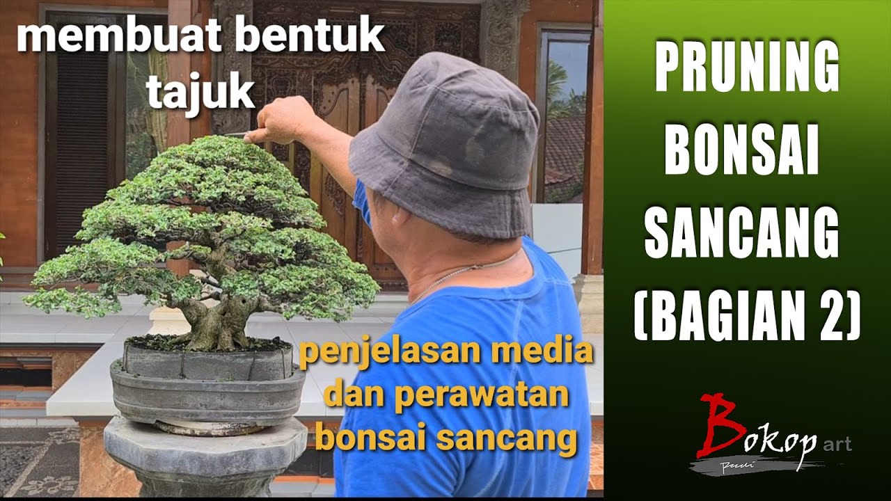PRUNING BONSAI SANCANG (bagian 2)