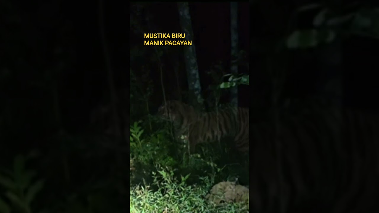 KANG MAS PROBO TRISHNA DAN KHADDAM MAUNG SANCANG #runningmisteri #probotrishnabr #Shortsvideo