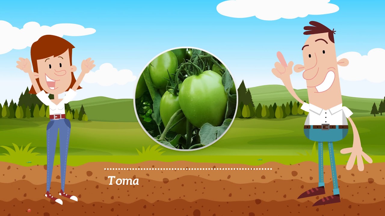 Nuevo Tomate 8564