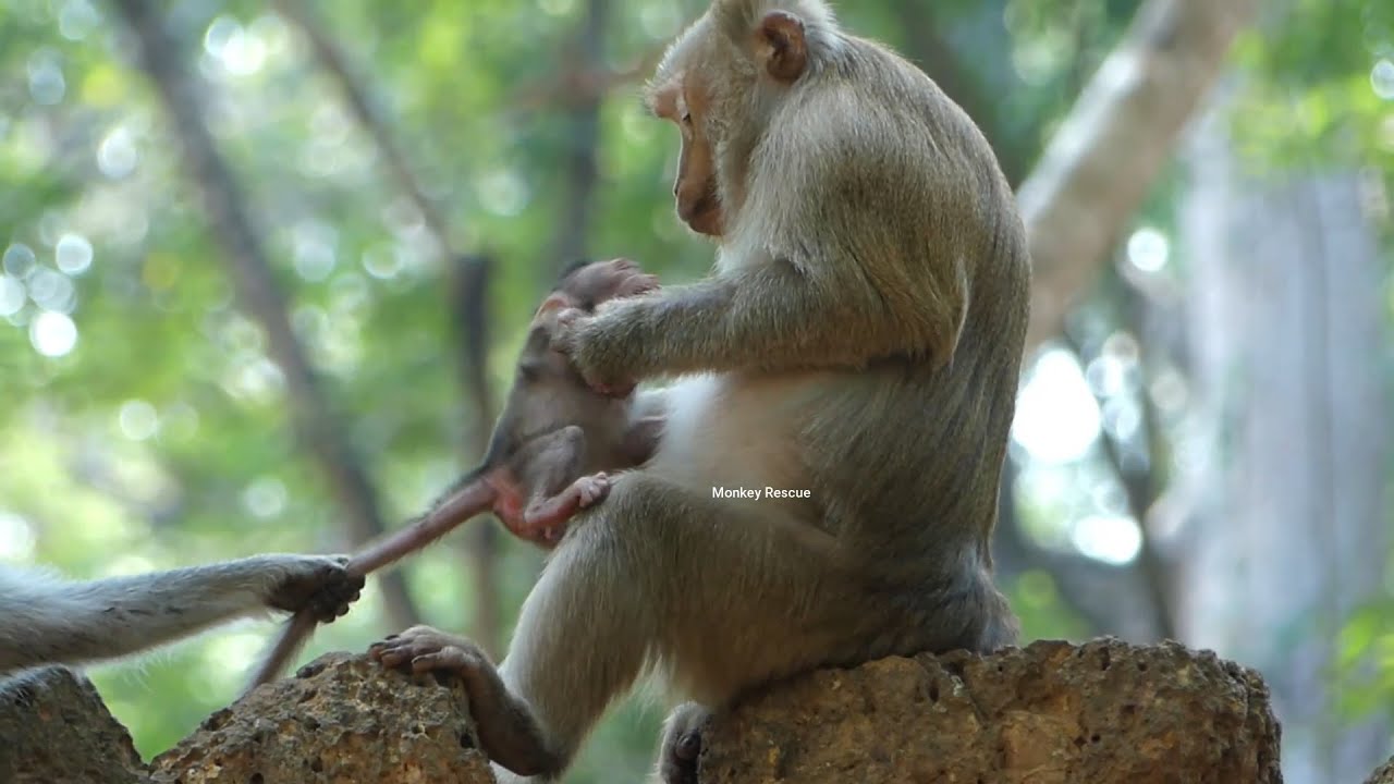 Old female monkey request to kiss newborn monkey from Jane, Newborn crying refuse to go with old mom
