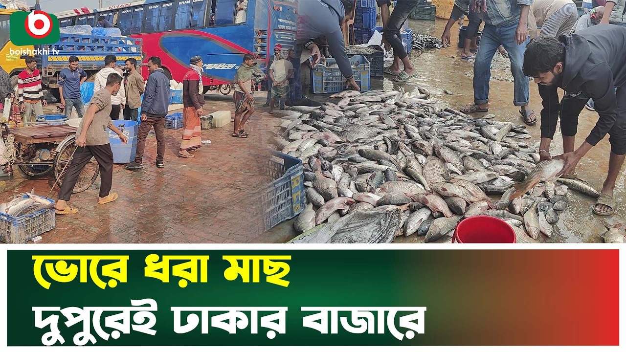 ভোরে ধরা মাছ দুপুরেই ঢাকার বাজারে  | Fresh Fish Dhaka | Boishakhi Tv News