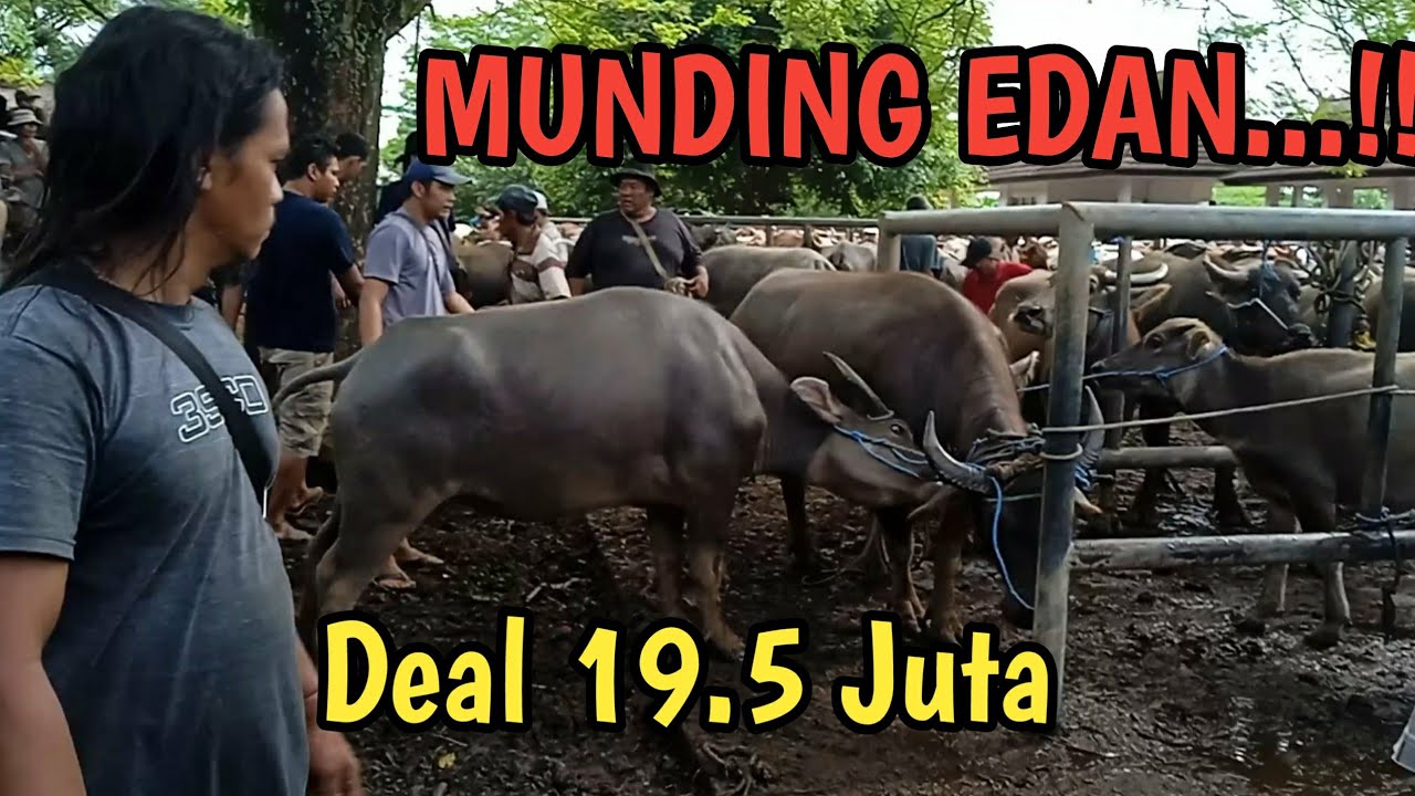 MUNDING EDAN...!!!!! HARGA KERBAU BETINA BABON DIJUAL 19.5 JUTA BANDAR RUGI BERAT