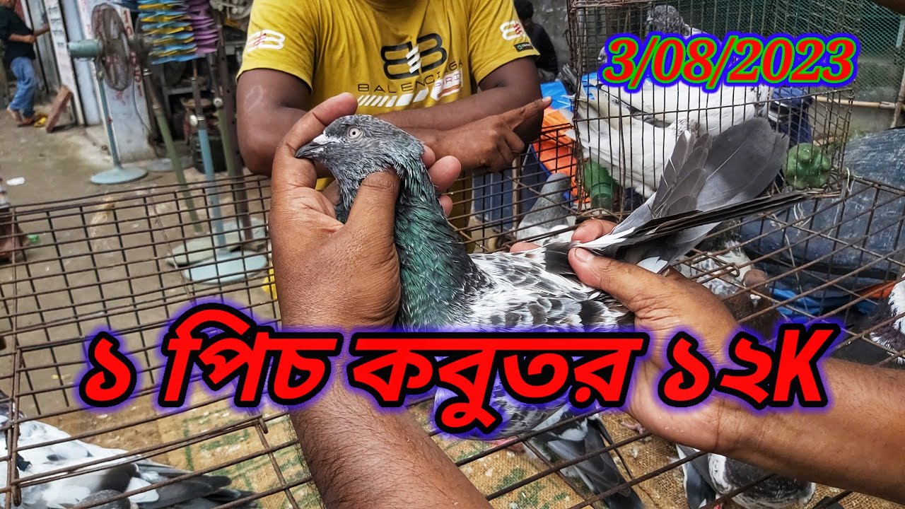 হেমায়েতপুর হাট কবুতর শুন্য আজকে 🥺  | Miraj Pigeon