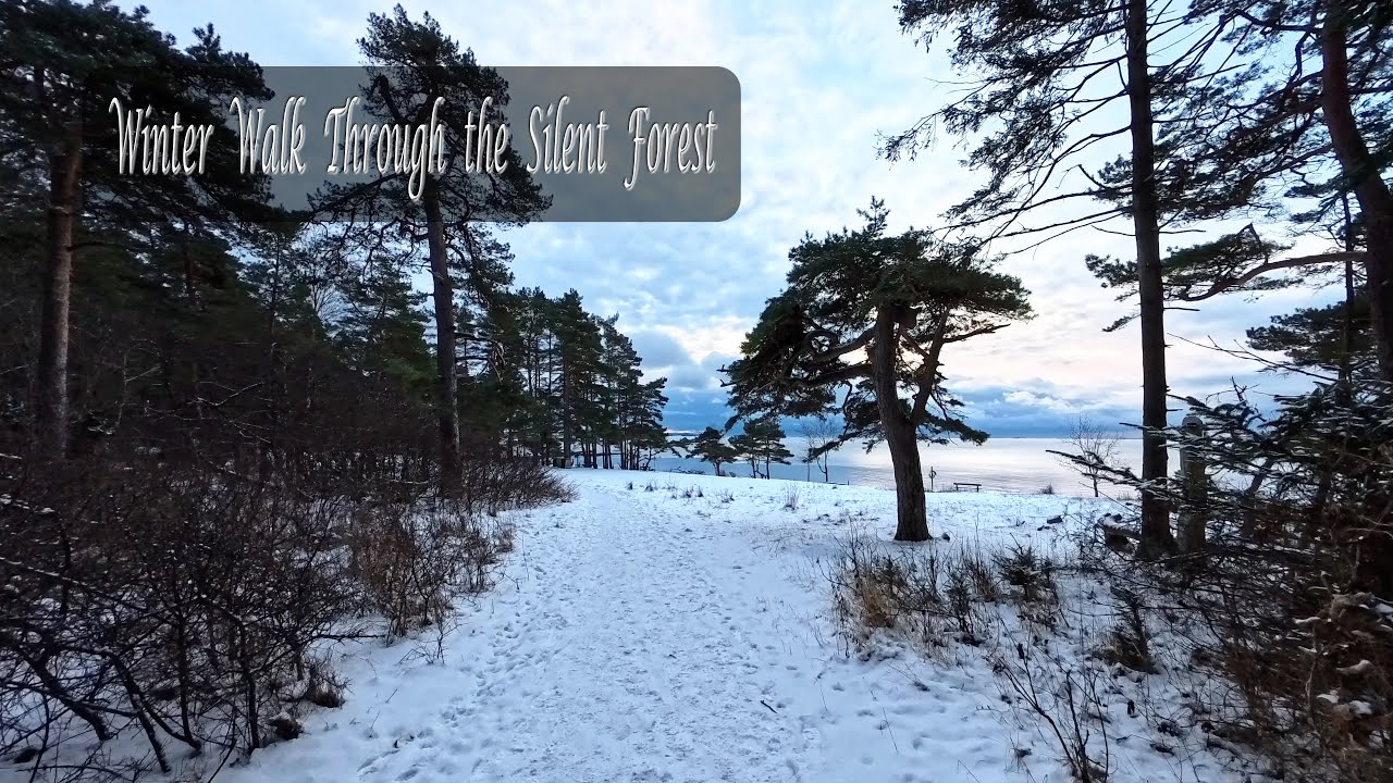 Peaceful Winter Forest Walk in Norway.