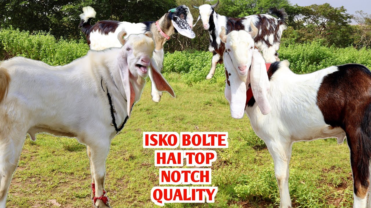 Isko Bolte Hai Top Notch Quality Goat’s Kota Sindhi Malwa At Zaid Goat’s 