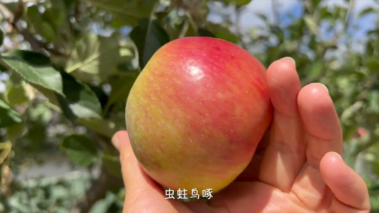 苹果树大果少的原因，改良方案及实施方法。