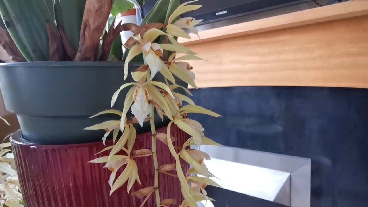 Coelogyne rochussenii, a very fragrant orchid with strongly scented cascading flower inflorescences