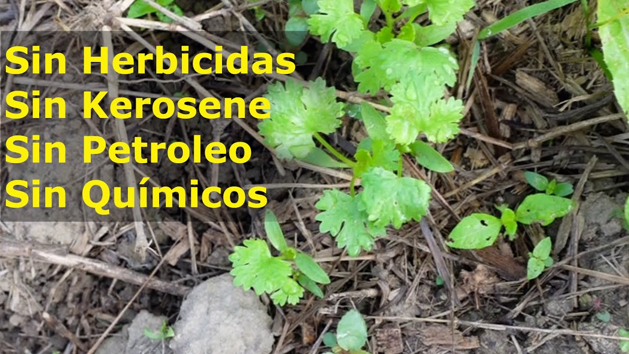 Control de malezas en un cultivo de cilantro En el marco de la Agricultura Sintrópica