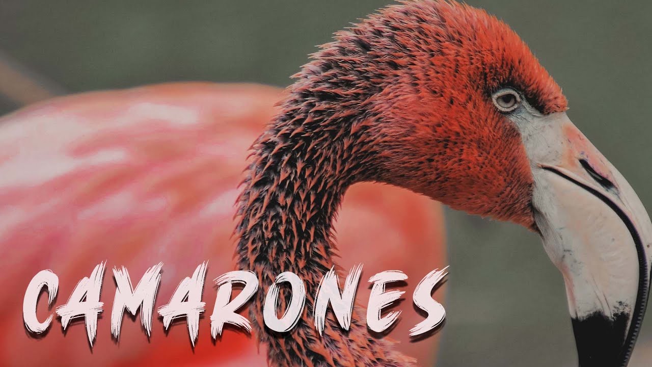 Flamencos Rosados en La Guajira