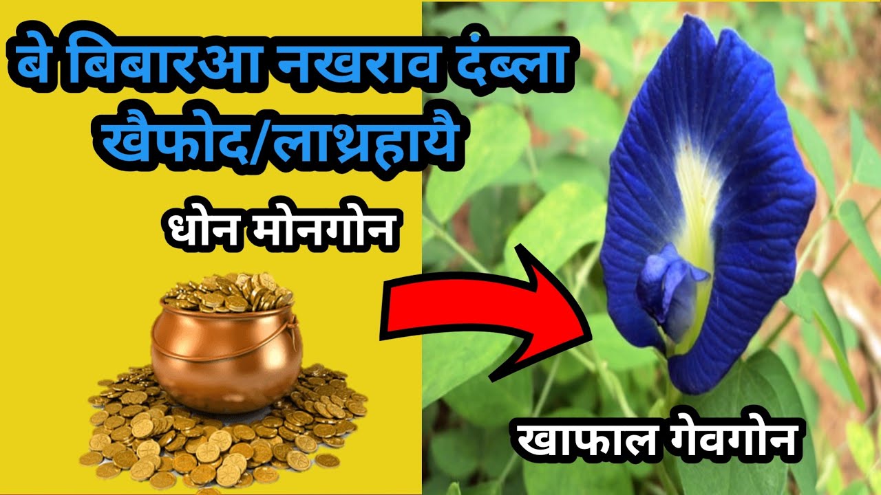 अपराजिता बिबारआ नोंथांमोननि नआवबो  दं नामा? //Boroni Rani 2.0 
