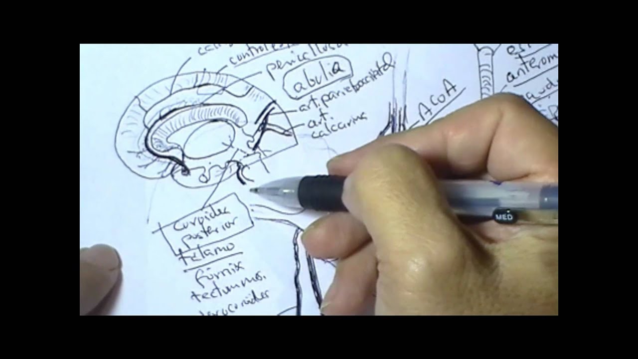 ANATOMIA CLINICA: ARTERIA CEREBRAL POSTERIOR