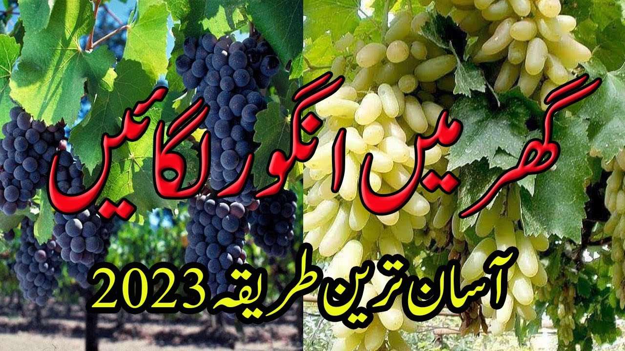 How to grow grapes vine from cuttings easy method 2023 | angoor ki bail kaise lgain | Tiniminigarden