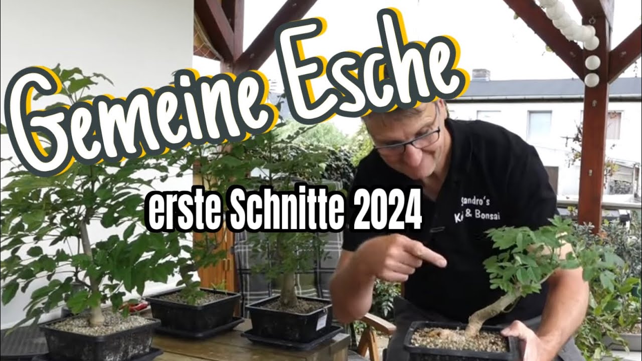 Gemeine Esche 'Fraxinus excelsior‘ mit kleiner Raupe und erste Johanni Schnitte Pre-Bonsai 2024/09