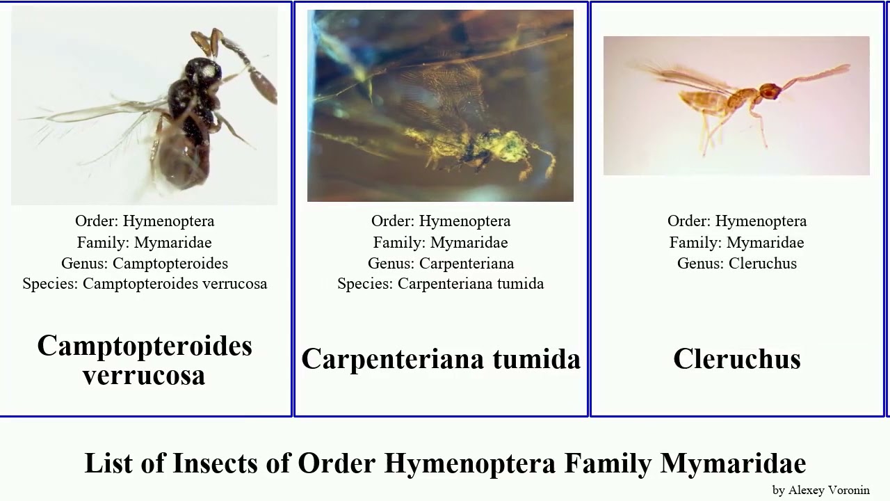 List of Insects of Order Hymenoptera Family Mymaridae anagrus nana ara canadensis africana huna