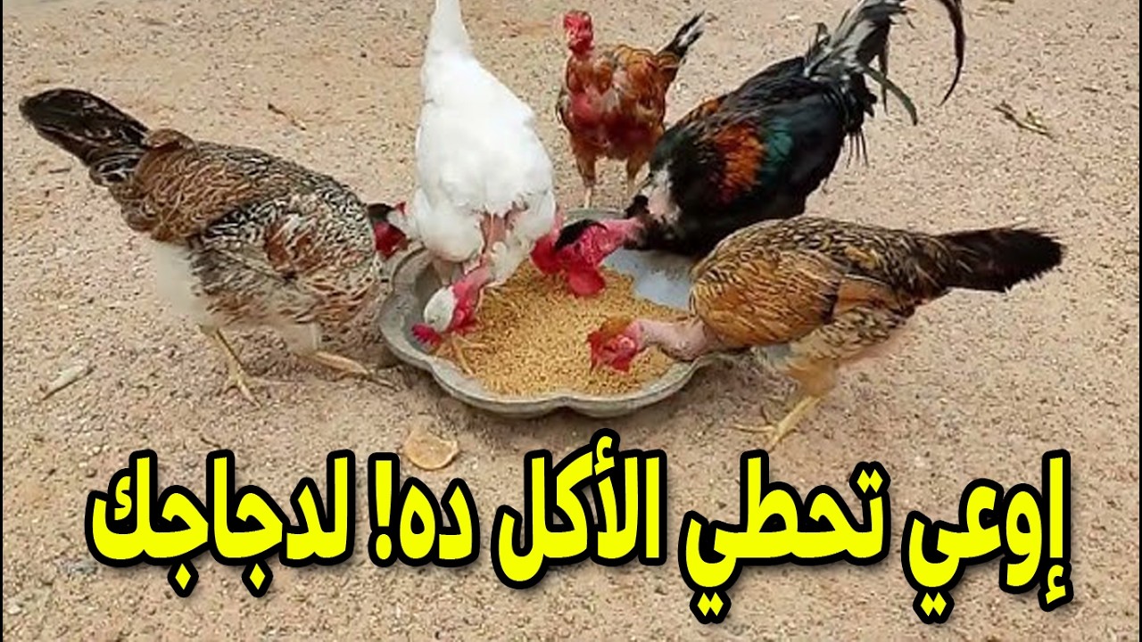 اعرف معنا علي الاكلات المفيدة أوالضارة  اكلات تقدمها للدجاج البياض واكلات لاتقدمها  #طيور_فوق_السطح