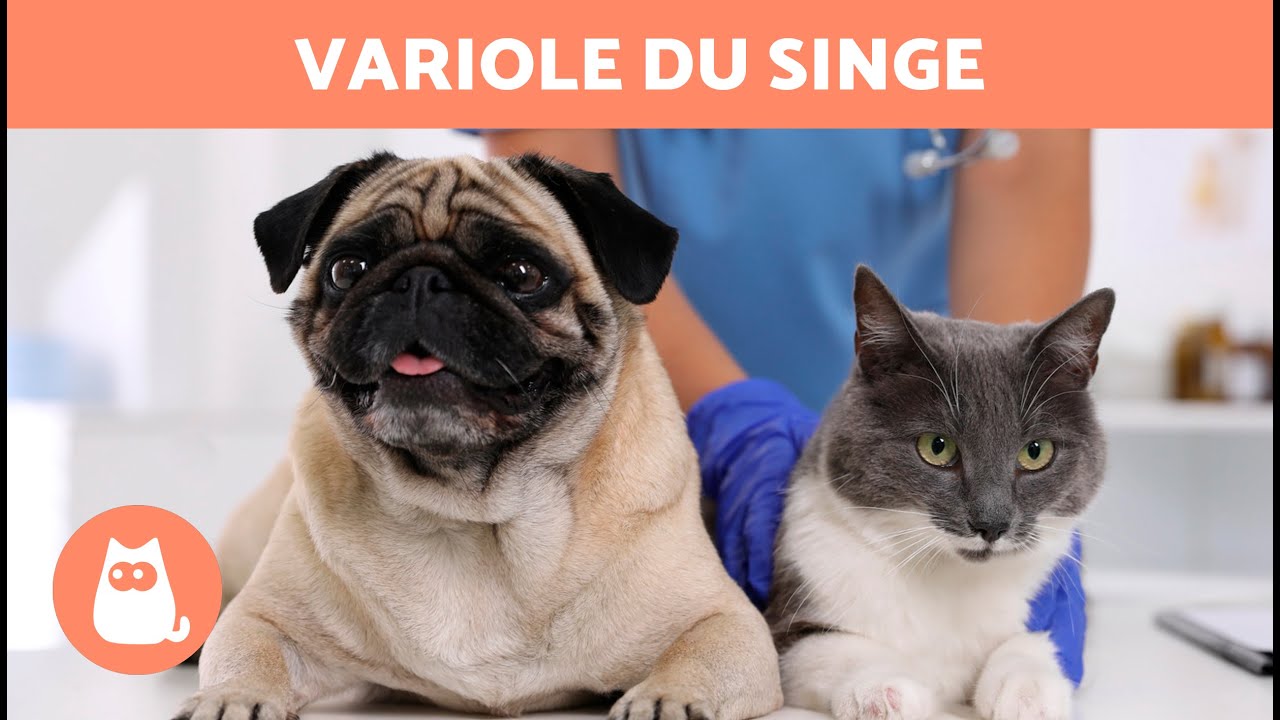 VARIOLE du SINGE chez les CHIENS et les CHATS 🐶🐱⚠️ (Sympt&ocirc;mes, Contagion et Traitement)