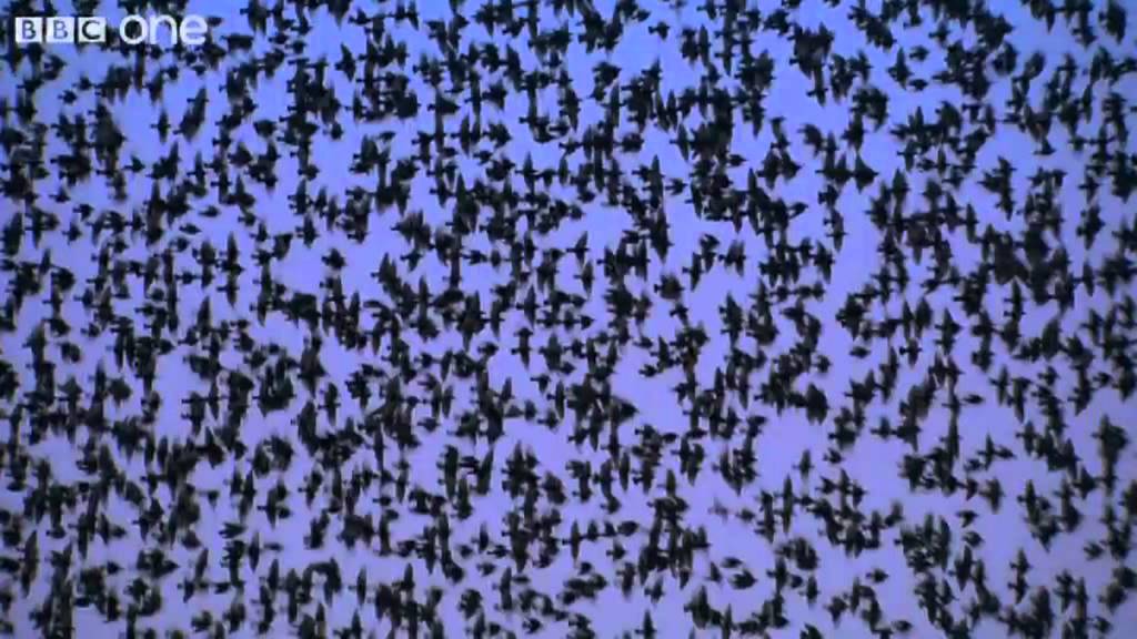 Peregrine Falcon Hunts Starlings in Rome (Narrated by David Tennant) - Earthflight - BBC