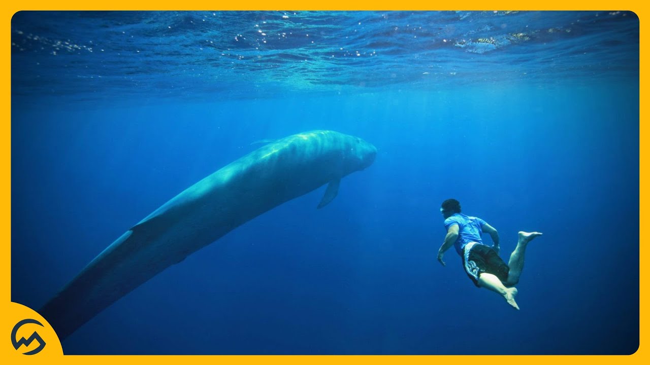 TOP 10 GROOTSTE DIEREN TER WERELD! 🔼🐘