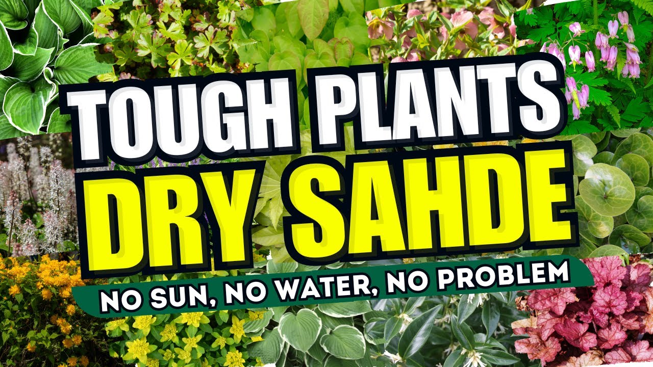 😱 Top 15 Tough Plants for Dry Shade Spots! 🌼 NO SUN, NO WATER, NO PROBLEM! 💖