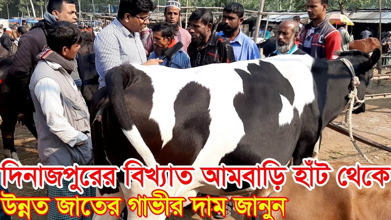 দিনাজপুরের বিখ্যাত আমবাড়ি গরুর হাট থেকে উন্নত জাতের গাভীর দাম জানুন ও কমদামে গাভী কিনুন gurur dam
