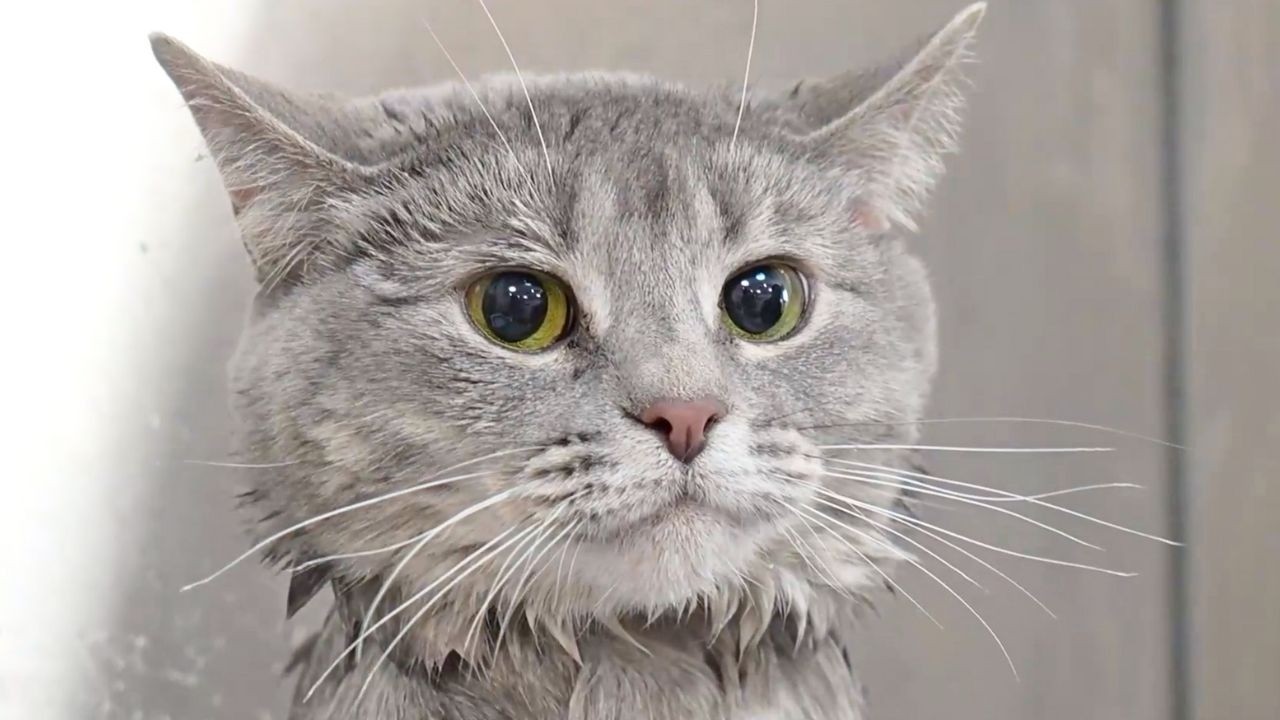 I put this cat in the Easy Bake Oven...