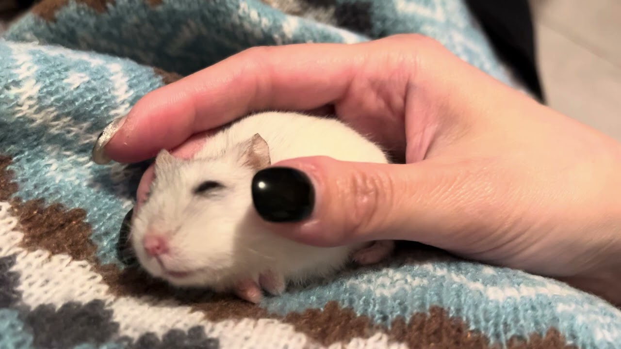 可愛倉鼠🐹黃金鼠，小白菜🥬最喜歡摸摸蹭蹭❤️