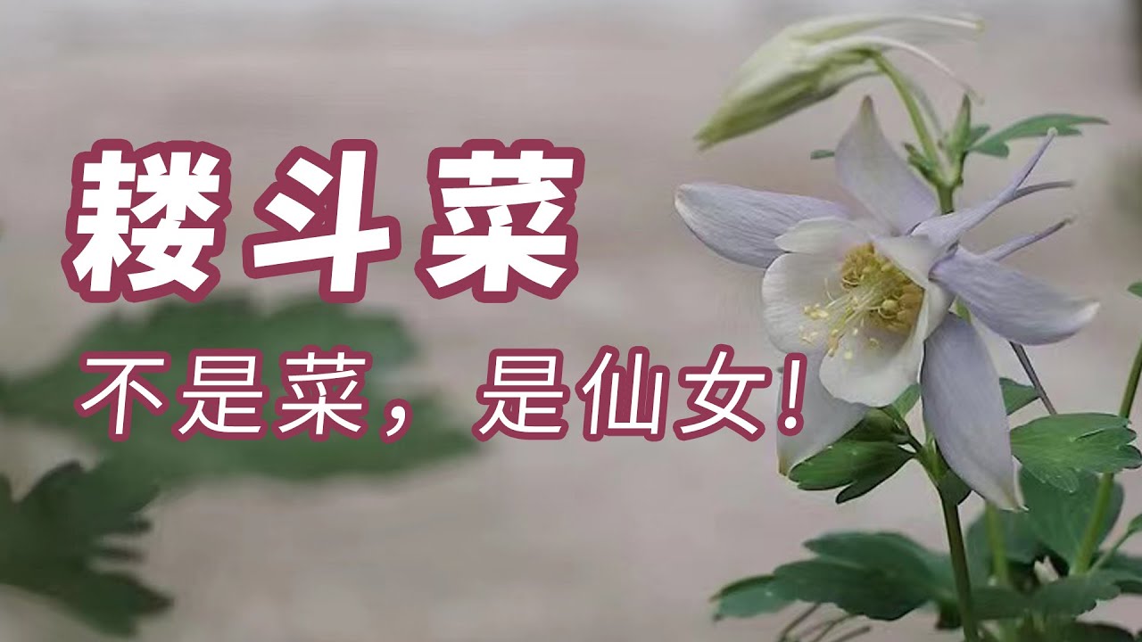 耧斗不是菜，是被名字耽误了的小仙女花呀 | columbine 园丁小饭