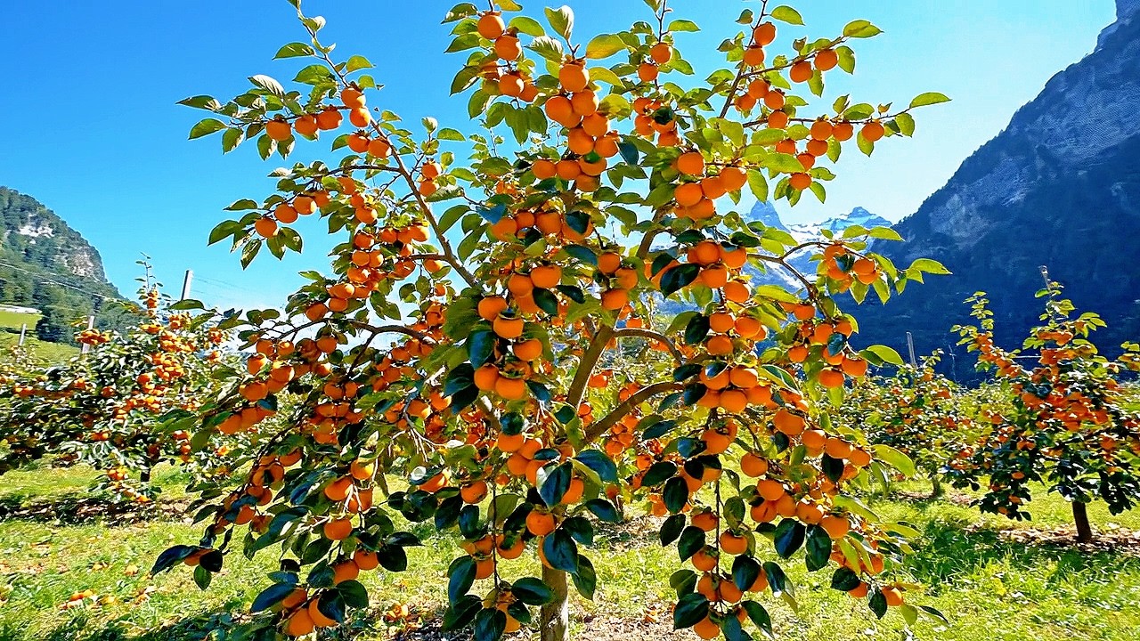 Close up of a New Persimmon Variety with Super Big and Many Fruits in Rural Switzerland