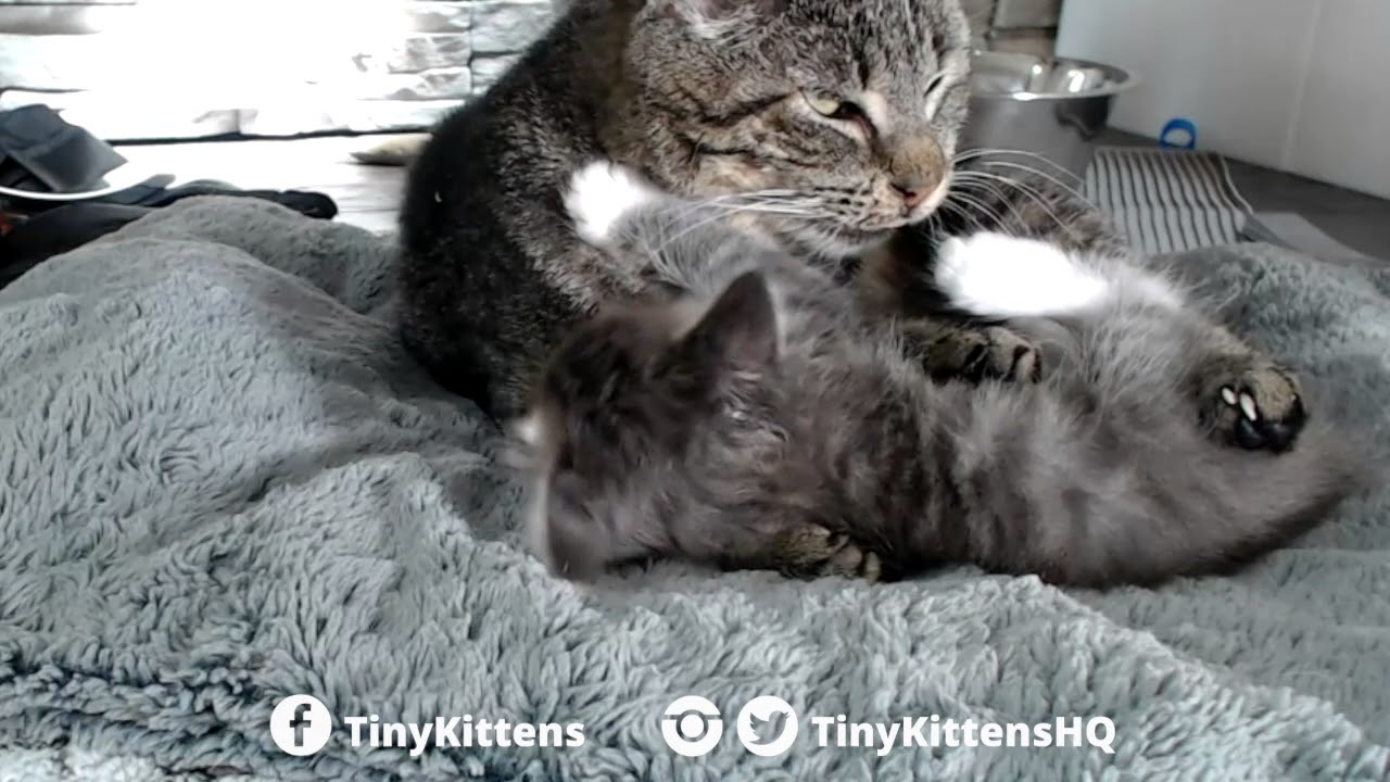 Grandpa Mason making biscuits and love 