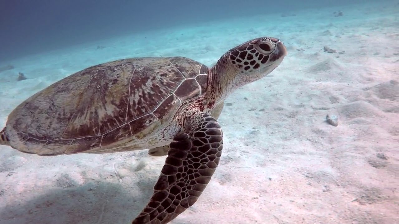 Diving the Great Barrier Reef - 2019 - Ocean Quest liveaboard