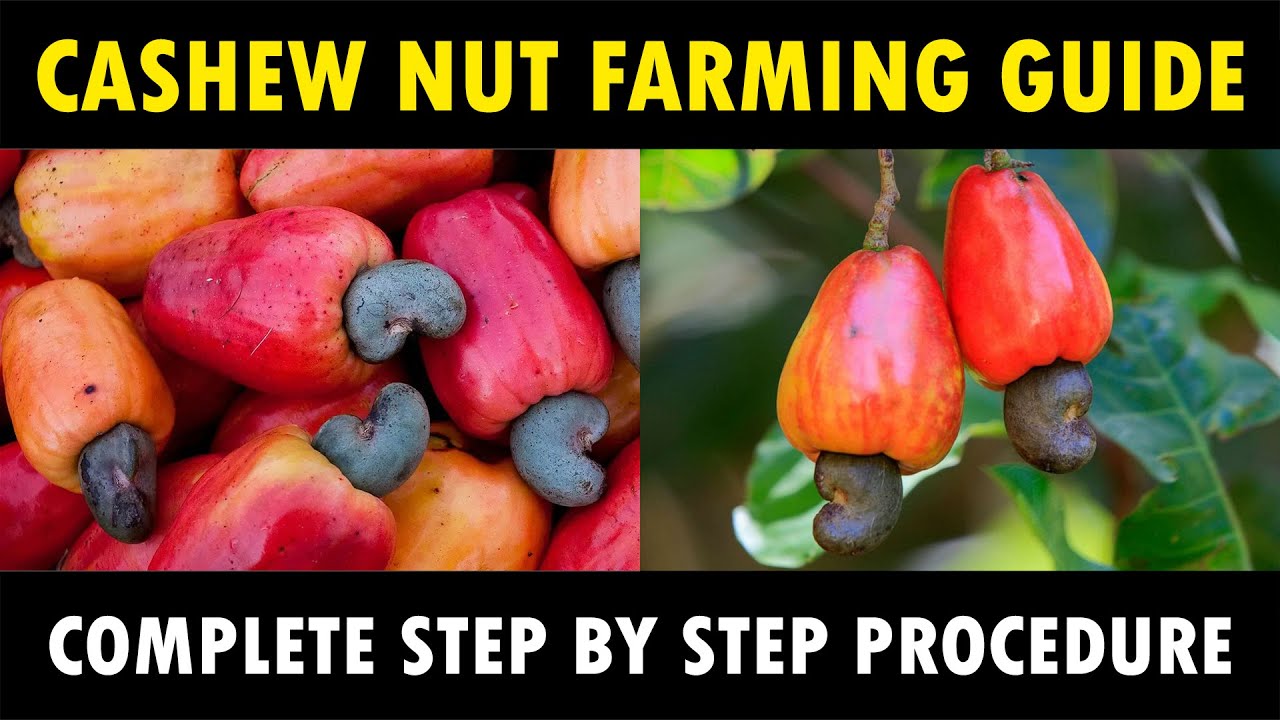 Cashew nut Farming Business | How to Farm Cashew | Cashew Cultivation | काजु की खेत