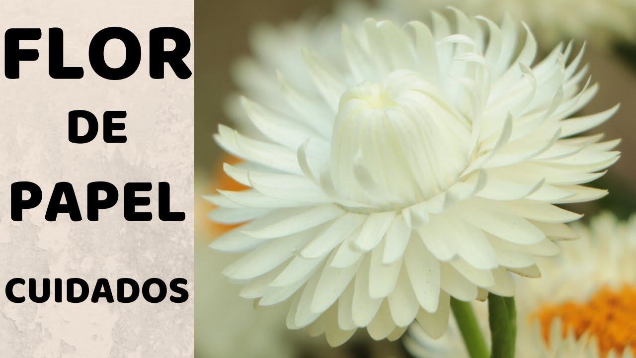 COMO CUIDAR Y REPRODUCIR FLOR DE PAPEL || SIEMPRE VIVA || FLOR DE PAJA