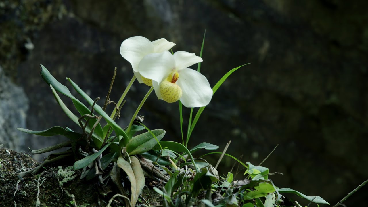 CGTN Nature: Guizhou Karst Series | Episode 6: White Pocketorchid