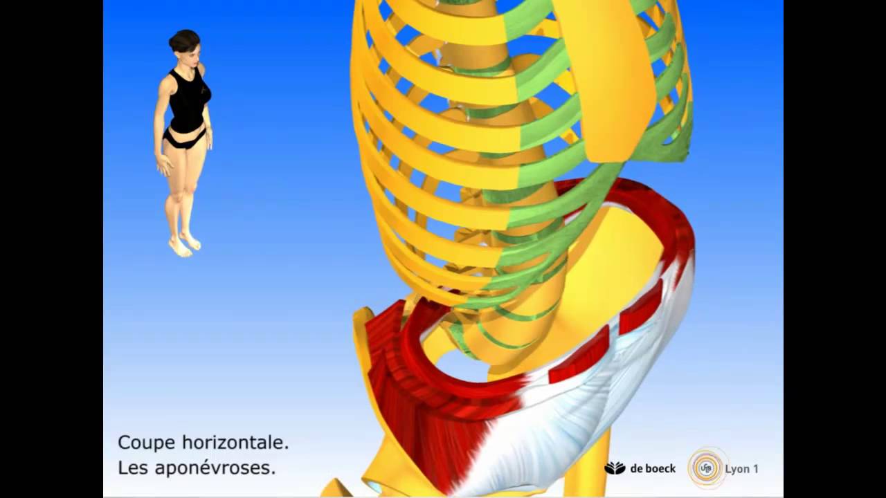 Vidéo sonorisée Les muscles abdominaux