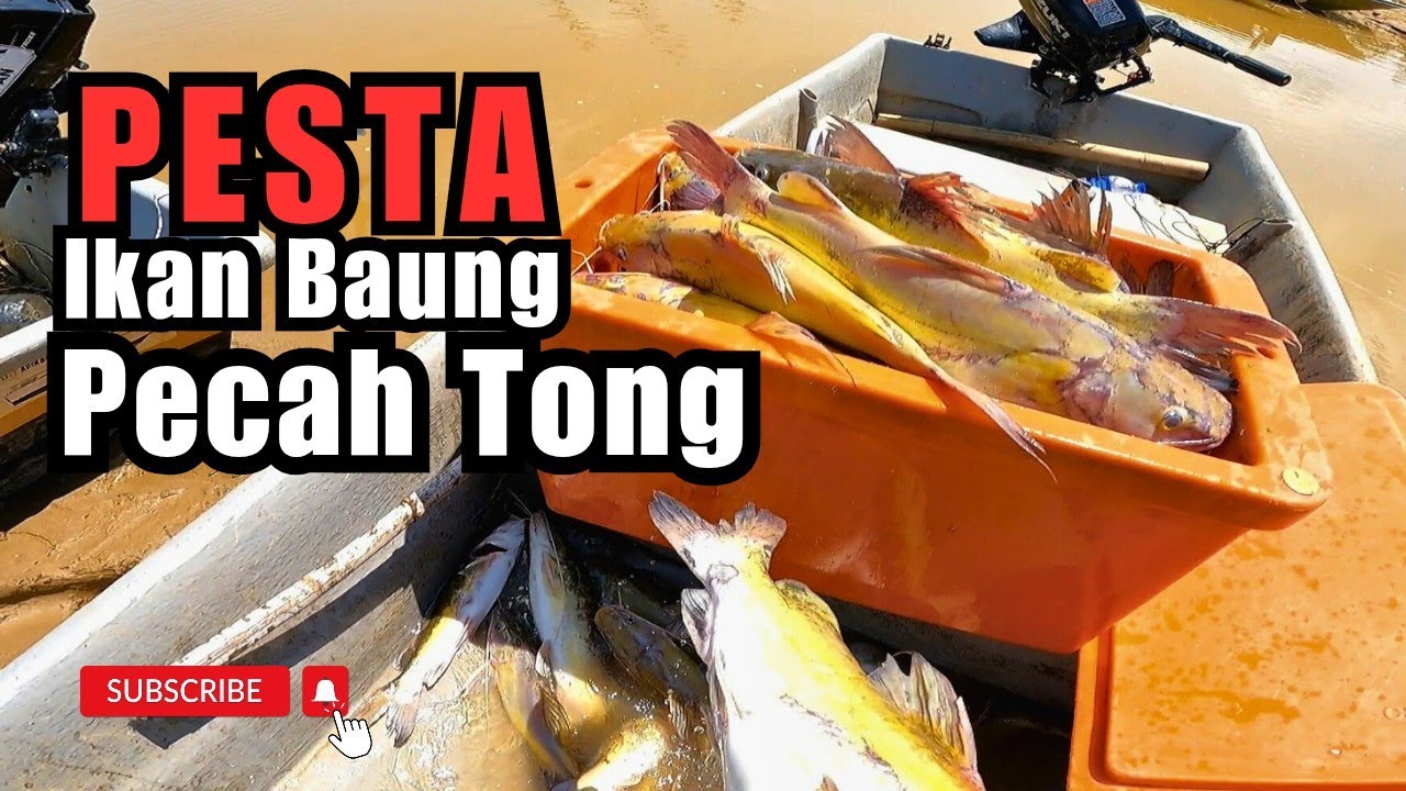PESTA IKAN BAUNG.BUBU IKAN BAUNG PECAH TONG #vlog178 #unlimitedhobby #unlimitedfishing 