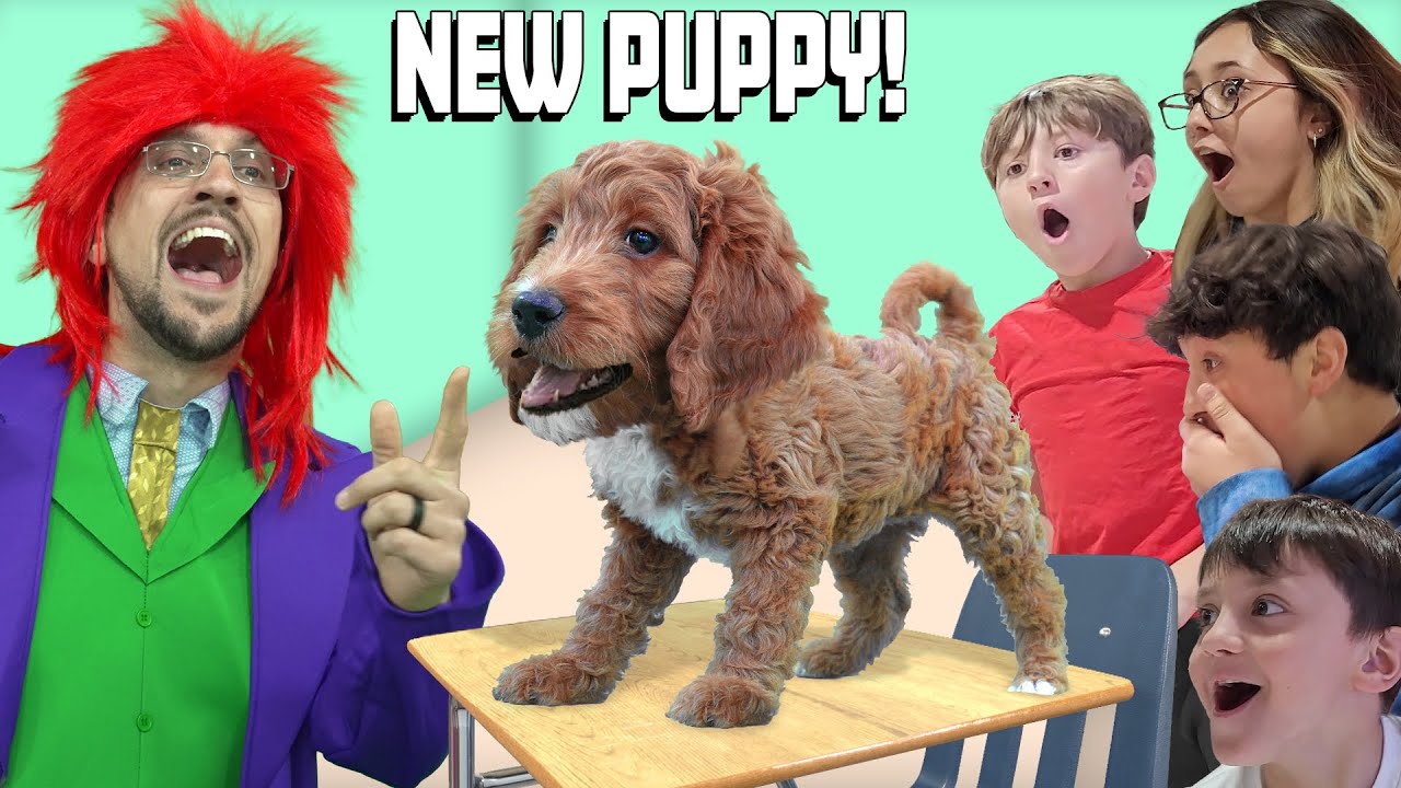 Первый день в школе нашего НОВОГО щенка! Сюрприз от FV Family Golden Doodle (да, ещё одна собака!)