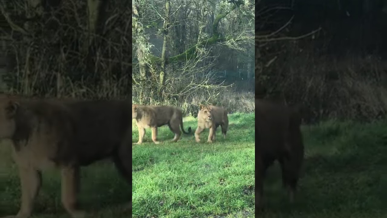 Mighty lions and lioness at longleat safari park 