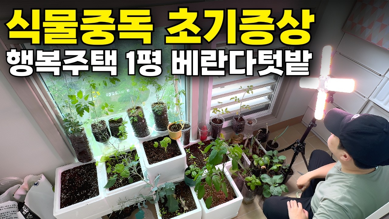 베란다에서 자급자족 꿈꿨지만… 식물 생존기가 된 현실적인 4평 행복주택 베란다 텃밭🌱