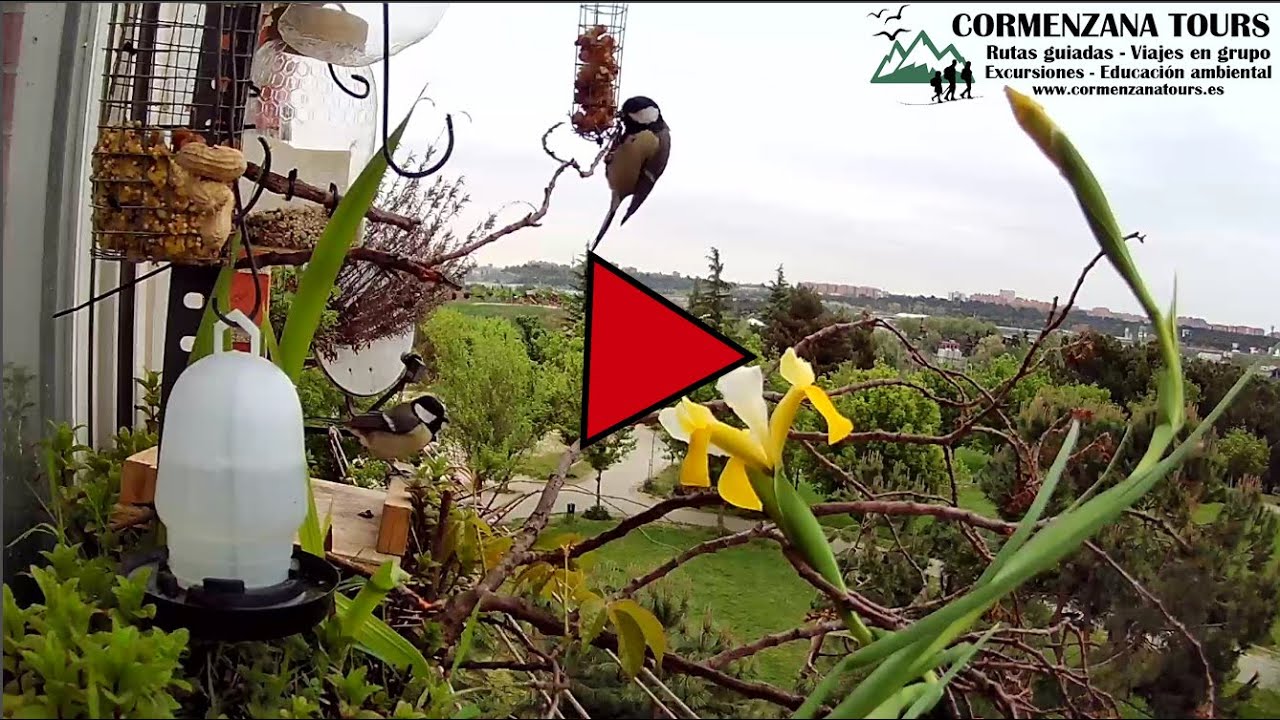 Comedero de Aves - Bird Feeder cam - Live directo https://bit.ly/webcam-directo-cormenzanatours