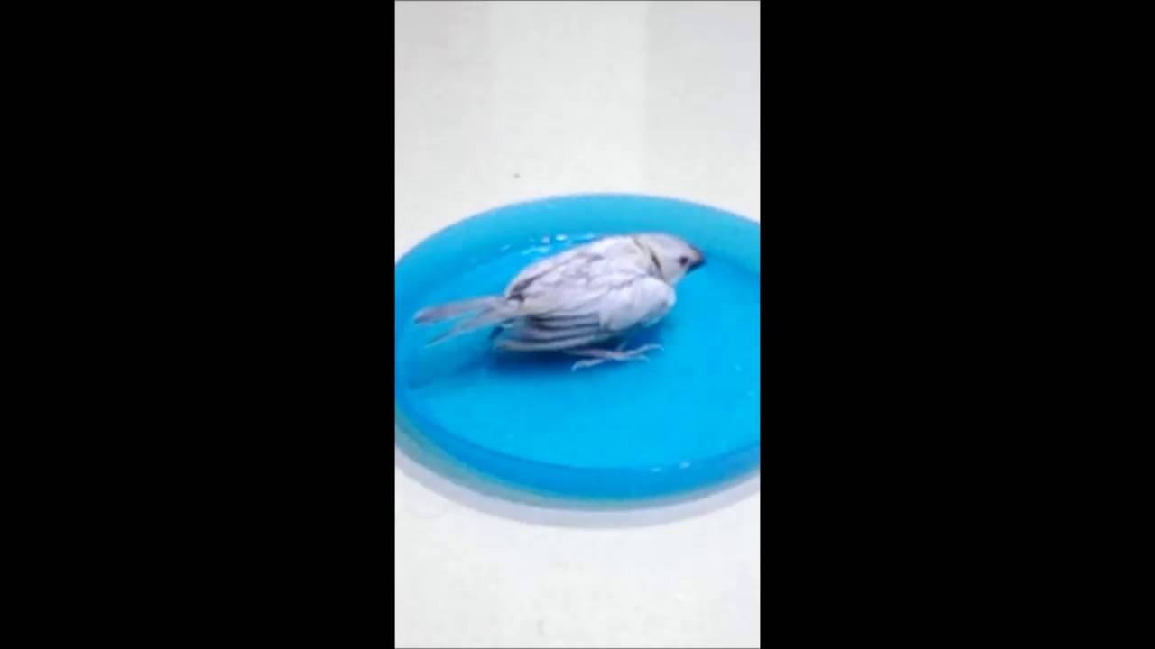 灰文鳥 麻糬 洗澡。