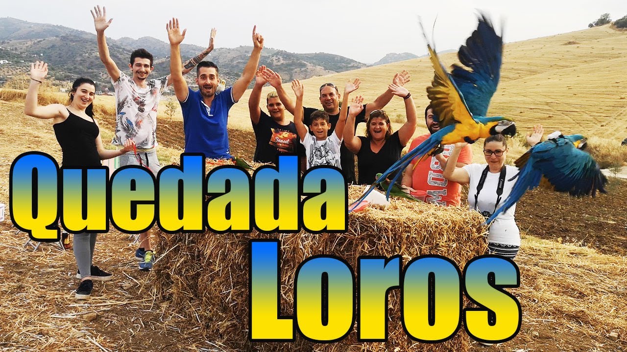 disfrutando con loros (guacamayos,gran alejandrino,ninfas,loris arcoiris)😍